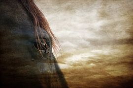 Dream horse by Wybrich Warns