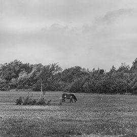 Die Pferde von Voornes Duin 2. von Pieter van Roijen