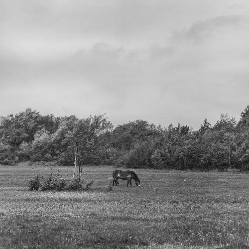 The Horses of Voornes Duin 2. by Pieter van Roijen