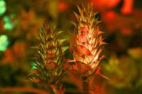 Acanthus Mollis Orange