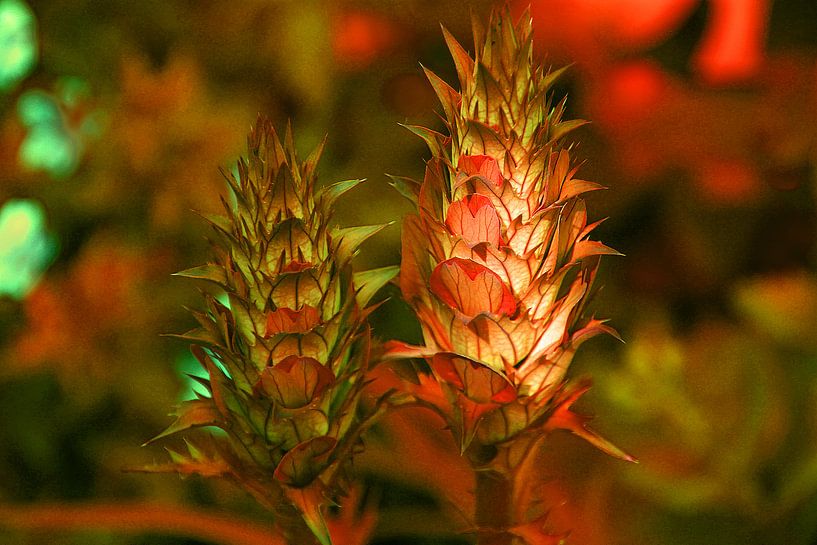 Acanthus mollis oranje van Adriana Zoon