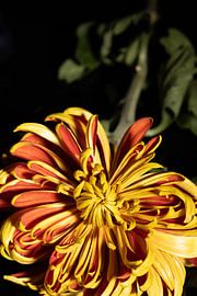 Blüte mit orange-gelben Blütenblättern auf Schwarz von Jolanda Grutter