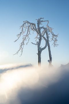 Winterse boom van Mijke Braam