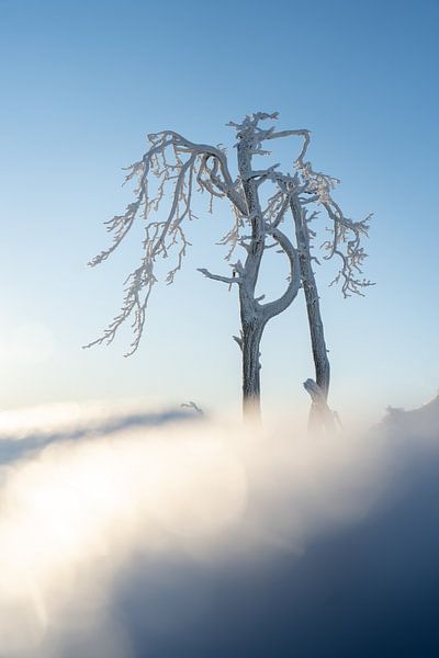 Winterbaum von Mijke Braam