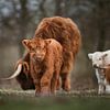 Schotse hooglander kalf met kudde op de achtergrond van Maarten Oerlemans