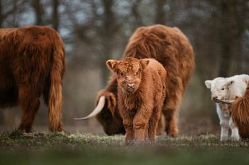 Scottish Highlander calf with herd in the background