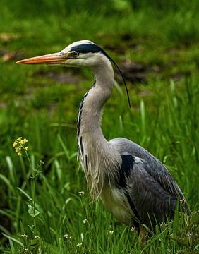 Héron : portrait d'un héron dans l'herbe