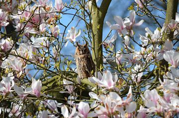 Opmerkzame ransuil in een bloeiende magnolia van Susanne Pieren-Canisius