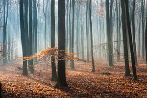 Mistige ochtend in het herfst bos op de Veluwe! van Peter Haastrecht, van