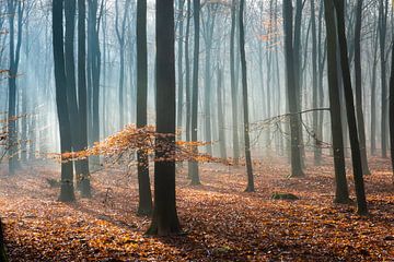 Nebliger Morgen im Herbstwald auf der Veluwe! von Peter Haastrecht, van