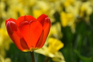 Une première tulipe au printemps sur Claude Laprise