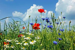 Sommer von Ostsee Bilder