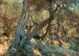 Olivenbaum Paxos