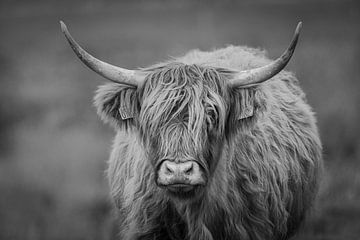 Schotse Hooglander op een grijze dag van Ronald Buitendijk Fotografie