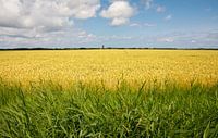 Wheatfield