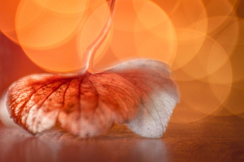 Magisch licht by Bertrik Hakvoort
