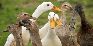 Canards qui font coin-coin sur Margo Schoote