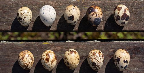 Quail eggs