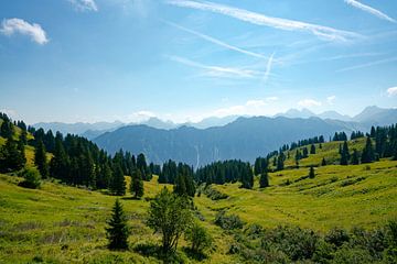 Bloemrijk uitzicht op de Allgäuer Alpen bijv. Trettachspitze, Höfats vanaf Fellhorn