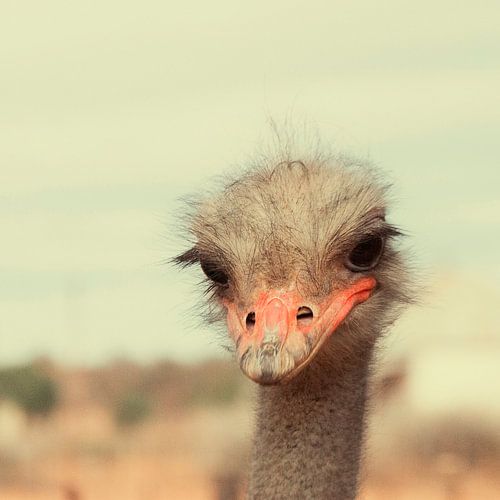 Kop van een struisvogel van dichtbij