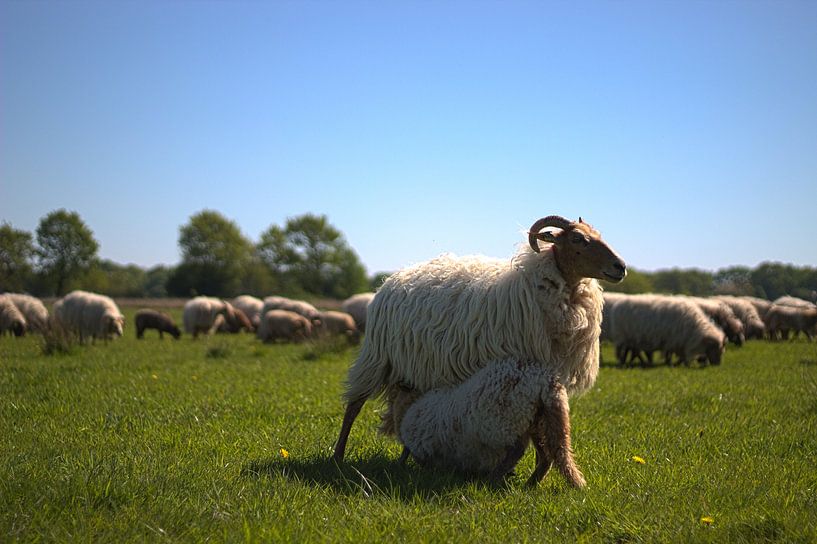 Lamm trinkt von Mutter von Marloes Hoekema