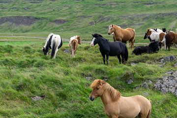 IJslander paarden van Henk Alblas