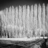 Mysterious infrared winter landscape with row of bare poplar trees by Hidden Light Gallery