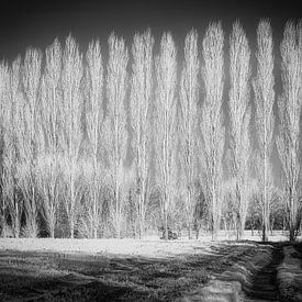 Mysterieus infrarood winter landschap met rij kale populieren bomen van Hidden Light Gallery