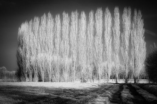 Mystérieux paysage hivernal infrarouge avec une rangée de peupliers dénudés