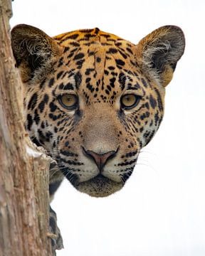 Jaguar Portrait by Jery Wormmeester