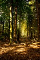Herbstliche Stimmung