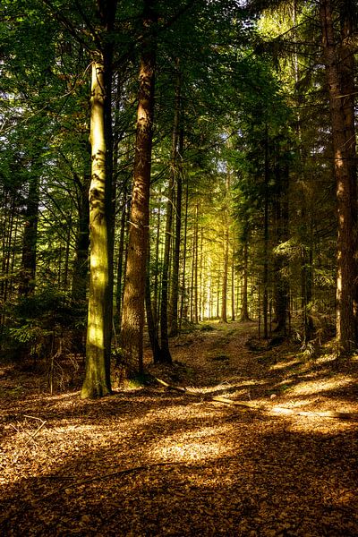 Herbstliche Stimmung von Christian Späth