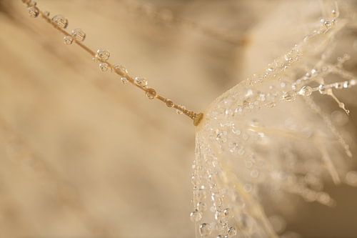 Rustige zachte pastelkleuren: Close-up van druppels aan een pluisje van een paardenbloem