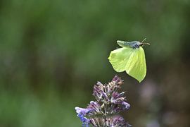 Voorbijganger van A. Bles