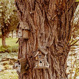 Vogelhäuser auf Kopfweiden von Nienke Anne Photography