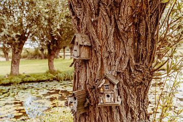 vogelhuisjes op knotwilg van Nienke Anne Photography
