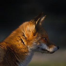 Fox in the last evening light by Joyce Derksen