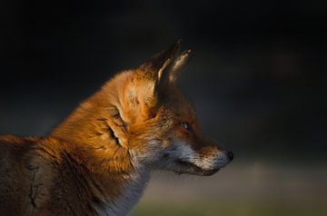 Vos in het laatste avondlicht