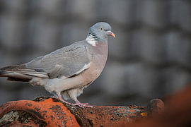 Ringeltaube auf einem Dach
