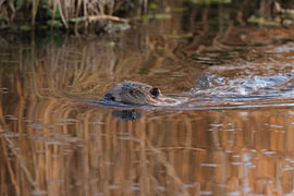 European beaver  Baden-Württemberg, Germany