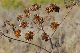 Delicate, golden-brown flower heads on the Fischerweg path to Burgau – Algarve