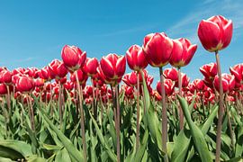 Rood en wit tulpenveld in de Noordoostpolder von Tonko Oosterink