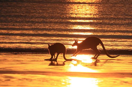 kangoeroe op strand bij zonsopgang, mackay, noord queenland, australië
