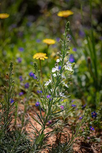 Colourful wildflowers by Enfocado Fotografia