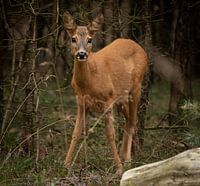 roe