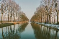 Bomenrij langs de Damse vaart in wintertijd.