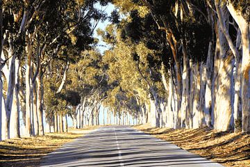 an avenue of eucalyptus trees mixed media by Werner Lehmann