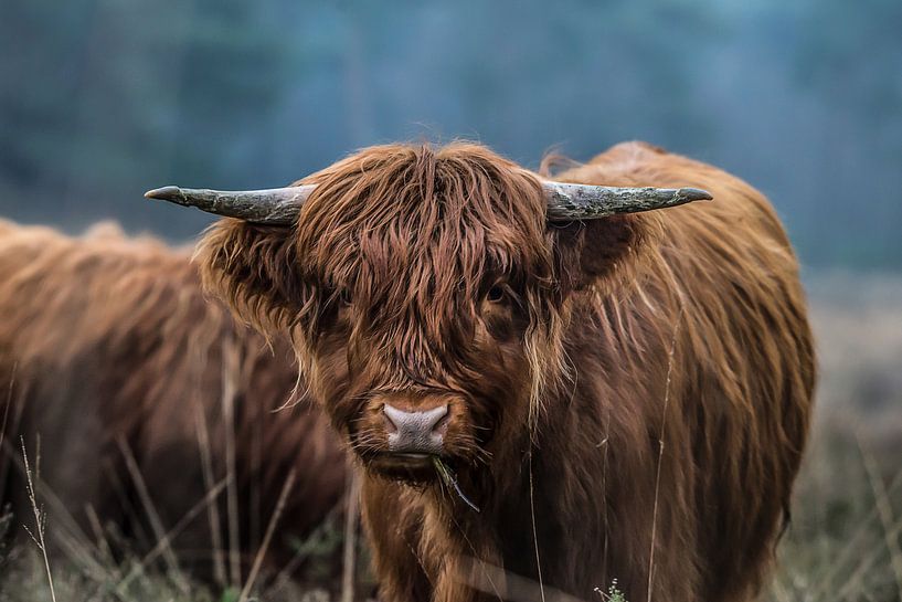 Schottische Highlander in freier Wildbahn von Bas Fransen