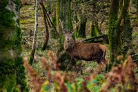 Deer in the forest