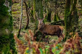 Deer in the forest by Fotostudio Huonker